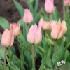 Bild på Apricot Beauty (50st)