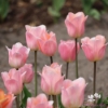 Bild på Apricot Beauty (50st)