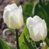 Picture of White Prince (50st)
