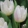 Picture of White Prince (50st)