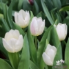Picture of White Prince (50st)
