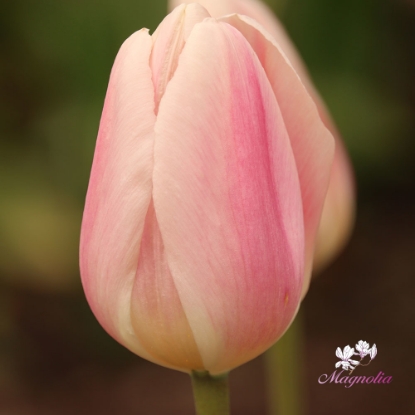 Picture of Apricot Delight (50st)