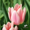 Picture of Apricot Delight (50st)