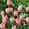 Picture of Apricot Delight (50st)