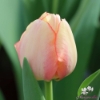 Bild på Beauty of Spring (50st)