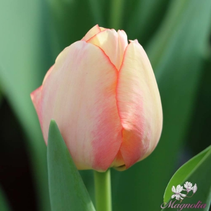 Bild på Beauty of Spring (50st)
