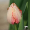 Bild på Beauty of Spring (50st)