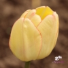 Bild på Beauty of Spring (50st)