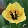 Bild på Beauty of Spring (50st)