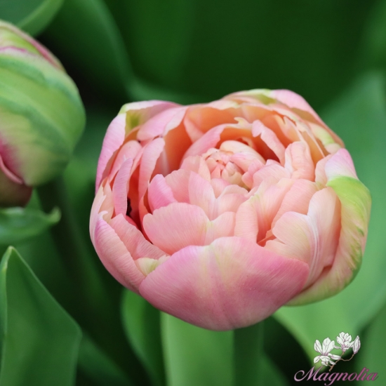 Picture of Amazing Grace (6st)