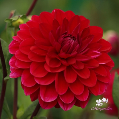 Picture of Anne Cornelia