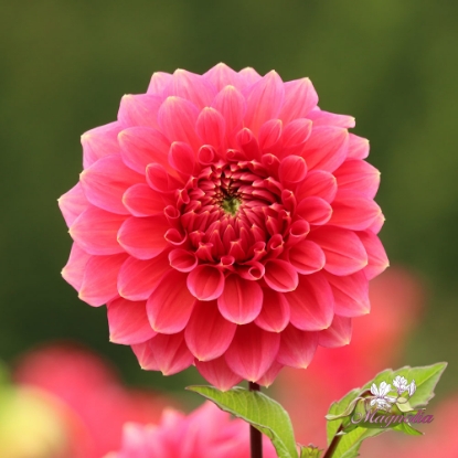 Picture of Askwith Minnie