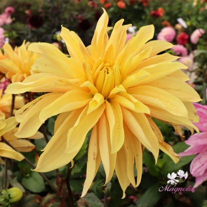 Picture of Babylon Geel (Yellow)