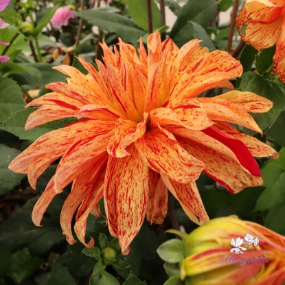 Picture of Babylon Mutant Yellow Flame