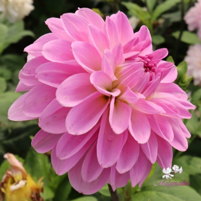 Picture of Bazuin Lavender