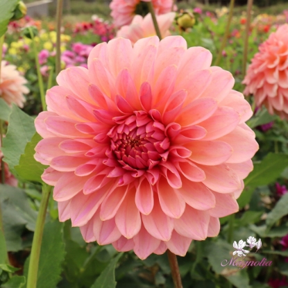 Bild på Beauty Queen