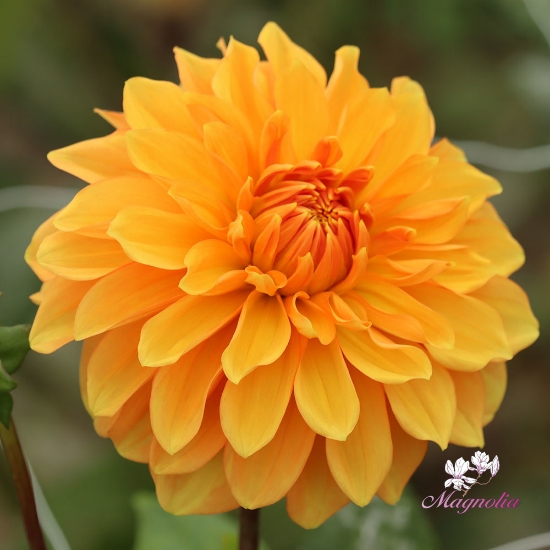 Bild på Bizon Bronze