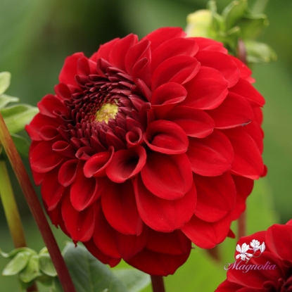 Picture of Bizon Red