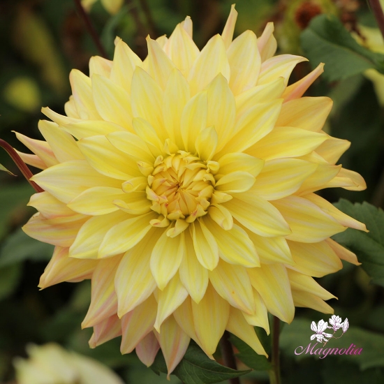 Picture of Blushing Lady