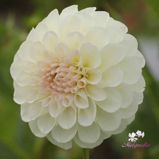 Bild på Boom Boom White