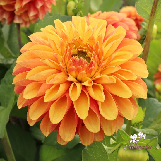 Picture of Bronze Glory