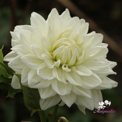 Bild på Bull's Pride