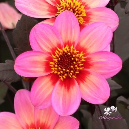 Picture of Dahlegria Tricolore