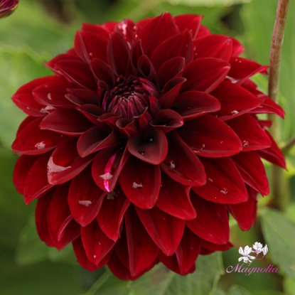 Picture of Dark Destiny