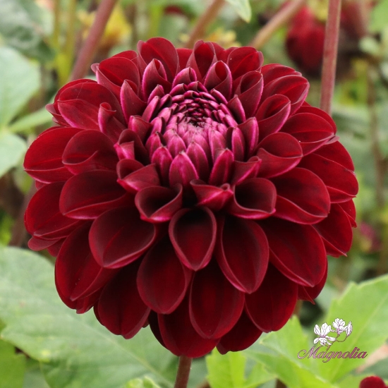 Bild på Dark Spirit