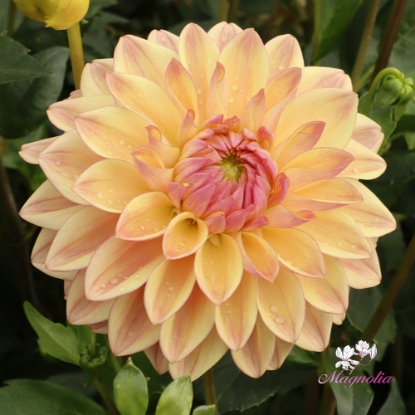 Picture of Dusty Beauty