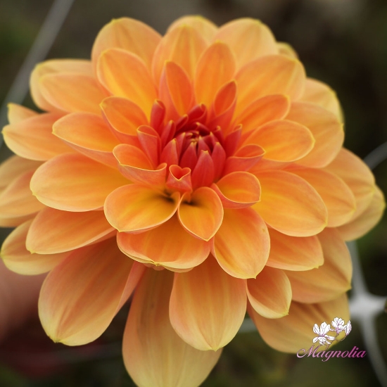 Picture of Elegant Lady