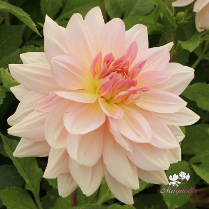 Picture of Fairway Pilot