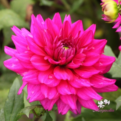 Bild på Fuchsia Charm