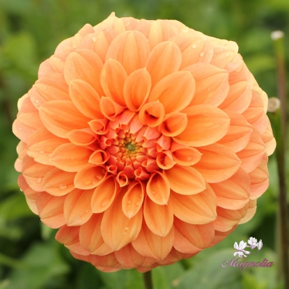 Picture of Garden Jubilee