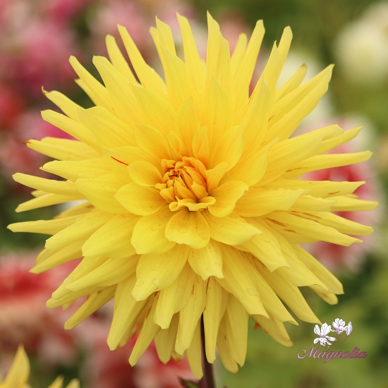 Picture of Gelber Vulcan