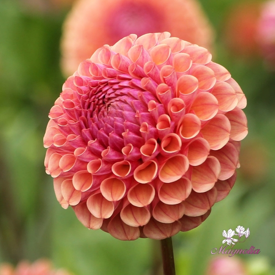 Picture of Cornel Salmon