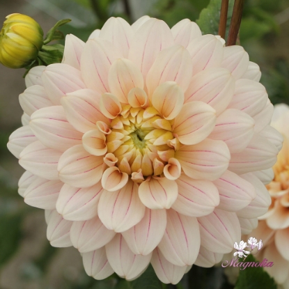 Bild på Glossy Olivia (Annika)