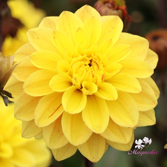 Bild på Glossy Bravia