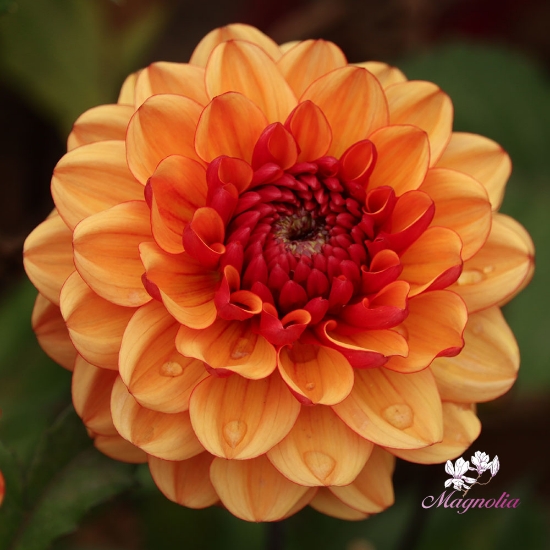 Bild på Glossy Miraza