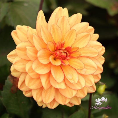 Bild på Go Go Orange