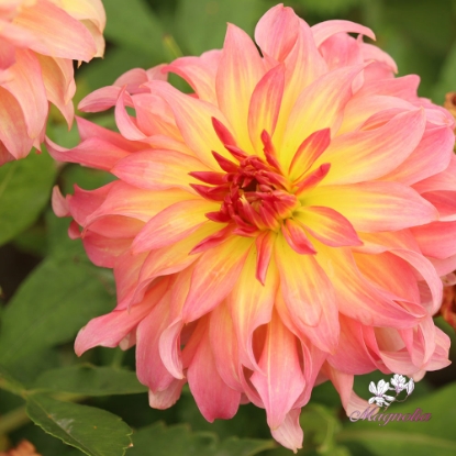 Bild på Go Go Pink Yellow