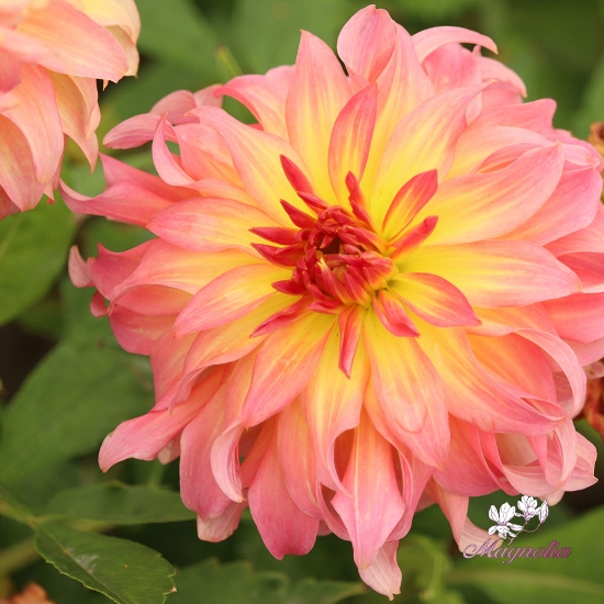 Bild på Go Go Pink Yellow