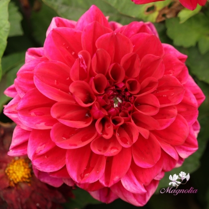 Bild på Go Go Purple