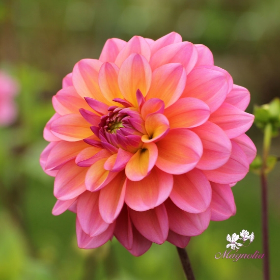 Picture of Great Silence