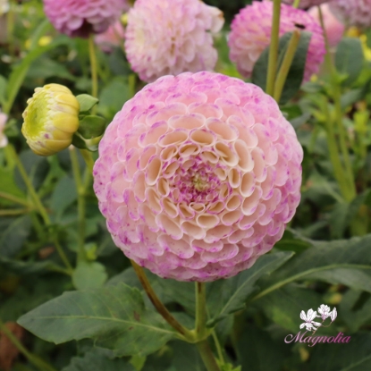 Bild på Hapet Compo