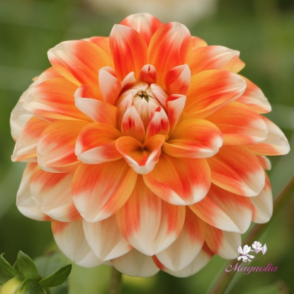 Bild på Hapet Harmony