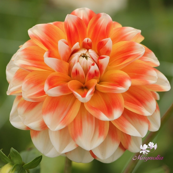 Bild på Hapet Harmony