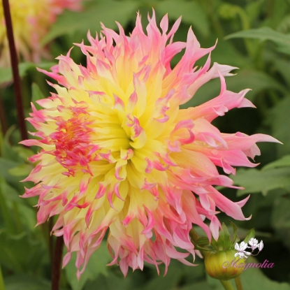 Bild på Hapet Perfect