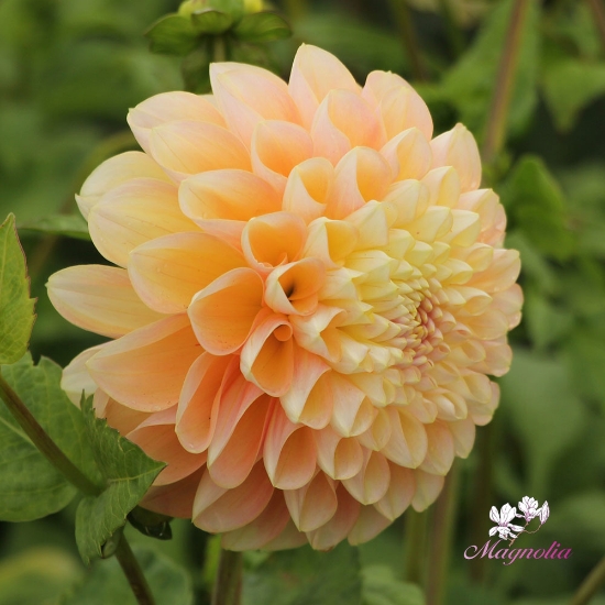 Picture of Honey Dew