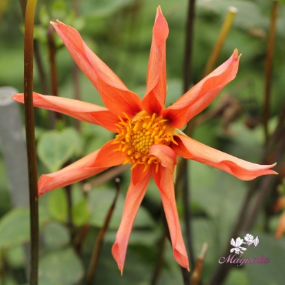 Bild på Honka Orange